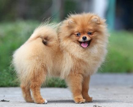 Най-малката порода кучета категория, порода шампиони