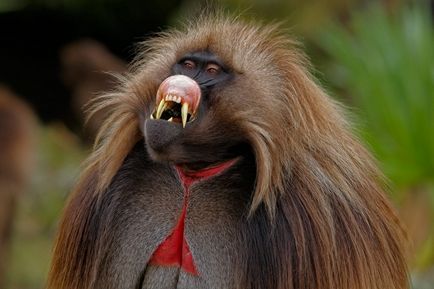 Най-необичайните от световните маймуните