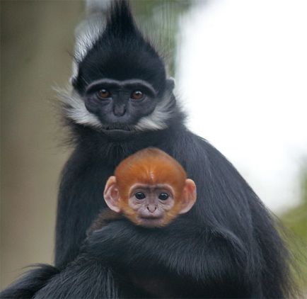 Най-необичайните от световните маймуните