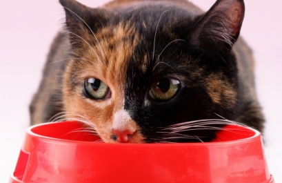 Най-популярните породи котки и техния характер