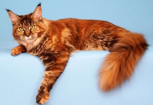 Най-популярните породи котки и техния характер