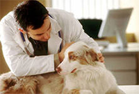 Най-често срещаните заболявания на кучета и техните признаци на лечение, най-добрите ни приятели