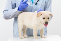 Най-често срещаните заболявания на кучета и техните признаци на лечение, най-добрите ни приятели