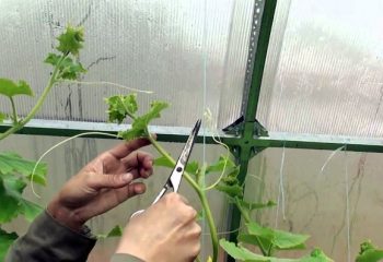 Краставица семена за зимни оранжерии