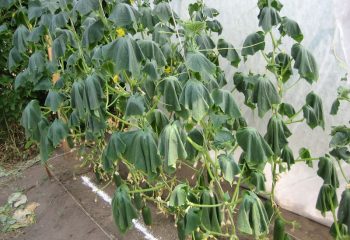 Краставица семена за зимни оранжерии