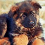 Кученца Немското овчарско куче (50 снимки) изглеждат като в 3 седмици, това, което е реално, описание, видео
