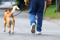 Колко и как е необходимо да разходи кучето, нашите най-добри приятели