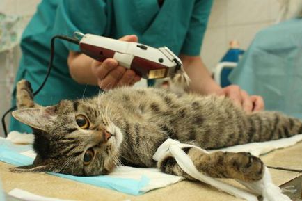 Как котката се отдалечава от упойката след кастрация за кастрация на бездомни котки и ефектите от възрастта