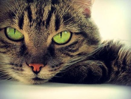 Как котката се отдалечава от упойката след кастрация за кастрация на бездомни котки и ефектите от възрастта