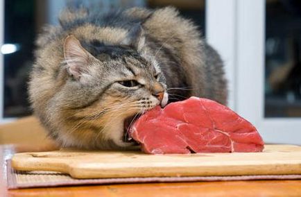 Колко пъти на ден, за да се хранят котка, отколкото да се хранят домашни котки