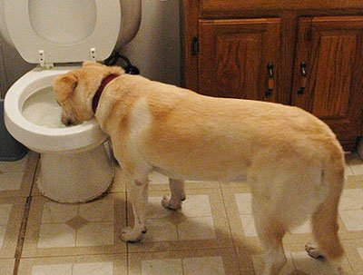 Колко вода трябва куче