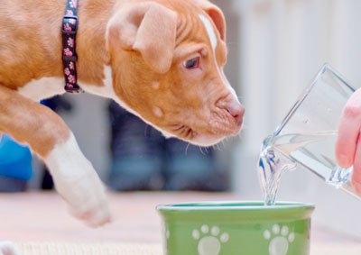 Колко вода трябва куче