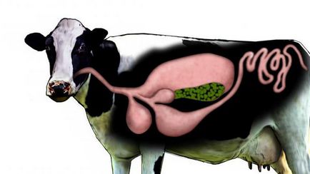 Колко стомаси на крави храносмилателни функции