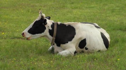Колко стомаси на крави храносмилателни функции