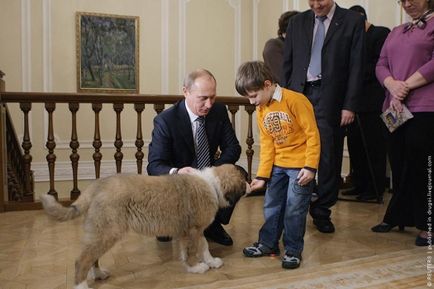 Кучета президенти (куче) президенти Кучета