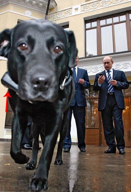 Кучета президенти (куче) президенти Кучета
