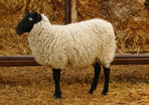 Водене и развъждане на Романови порода овце