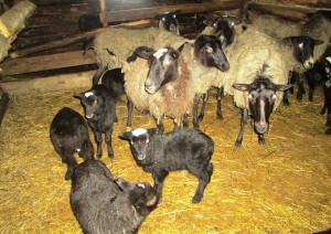Водене и развъждане на Романови порода овце