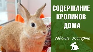 Поддръжка и грижи за зайците у дома