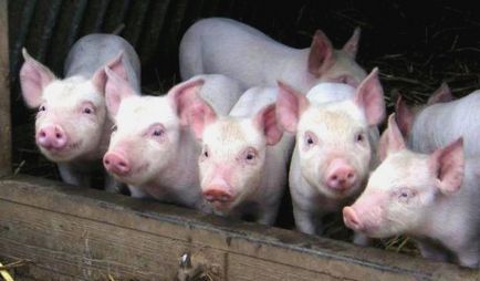 Съвети за свине за разплод в страната