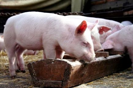 Съвети за свине за разплод в страната