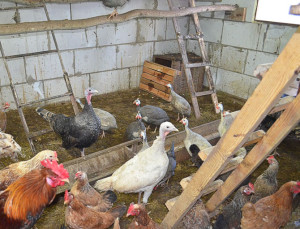 Споделяне на съдържанието на пилета и токачки в кокошарника