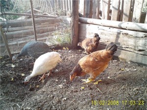 Споделяне на съдържанието на пилета и токачки в кокошарника