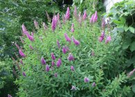 Spirea основни вида със снимки, характеристики на грижи и размножаване