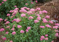 Spirea основни вида със снимки, характеристики на грижи и размножаване