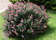 Spirea основни вида със снимки, характеристики на грижи и размножаване