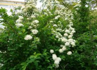 Spirea основни вида със снимки, характеристики на грижи и размножаване