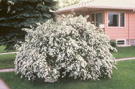 Spirea основни вида със снимки, характеристики на грижи и размножаване