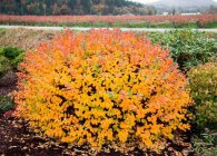 Spirea основни вида със снимки, характеристики на грижи и размножаване