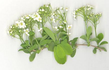 Spirea основни вида със снимки, характеристики на грижи и размножаване