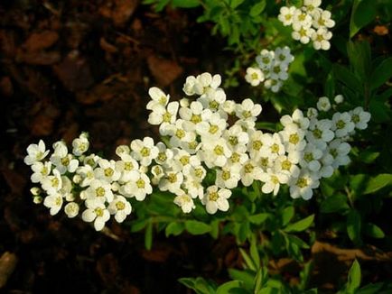 Spirea основни вида със снимки, характеристики на грижи и размножаване