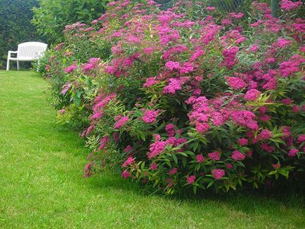 Spirea основни вида със снимки, характеристики на грижи и размножаване