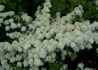 Spirea основни вида със снимки, характеристики на грижи и размножаване