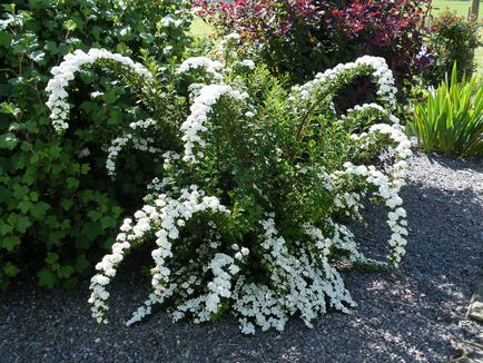 Spirea - засаждане, грижи, размножаване, сортове, като вашата градина