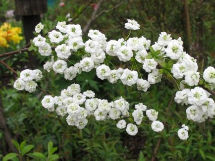 Spirea - засаждане, грижи, размножаване, сортове, като вашата градина