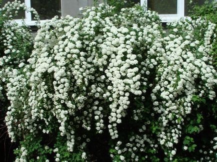 Spirea - засаждане, грижи, размножаване, сортове, като вашата градина