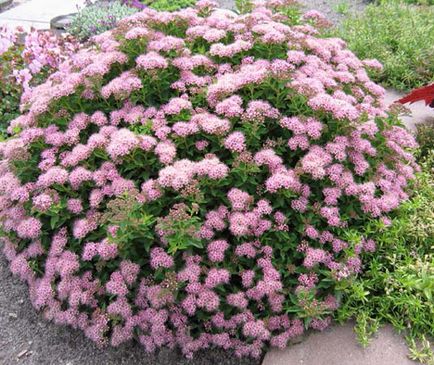 Spirea - засаждане, грижи, размножаване, сортове, като вашата градина