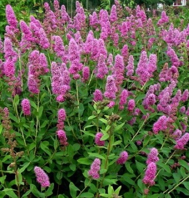 Spirea - засаждане, грижи, размножаване, сортове, като вашата градина