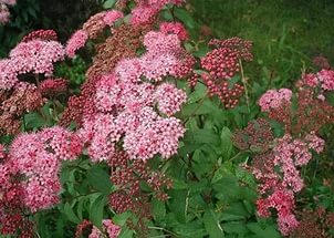 Spirea - засаждане, грижи, размножаване, сортове, като вашата градина