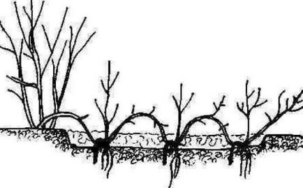 Spirea - засаждане, грижи, размножаване, сортове, като вашата градина