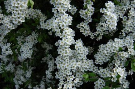 Spirea - засаждане, грижи, размножаване, сортове, като вашата градина