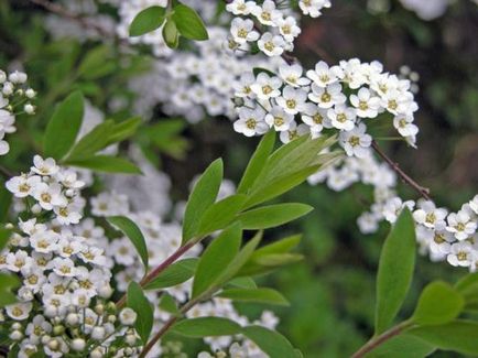 Spirea - засаждане, грижи, размножаване, сортове, като вашата градина