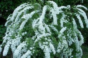 Spirea - засаждане, грижи, размножаване, сортове, като вашата градина