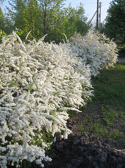 Spirea - засаждане, грижи, размножаване, сортове, като вашата градина