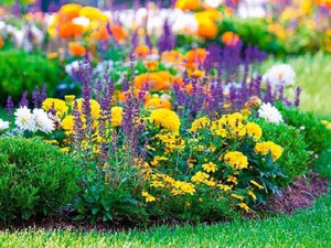 Списък на най-популярните цветя цъфтят през цялото лято