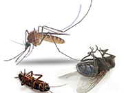 Средства Мравояд мравки от градината ръководството, цената и ефективността